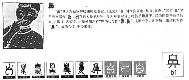 鼻的意思解释|鼻怎么读|鼻的拼音|鼻的部首-火车搜