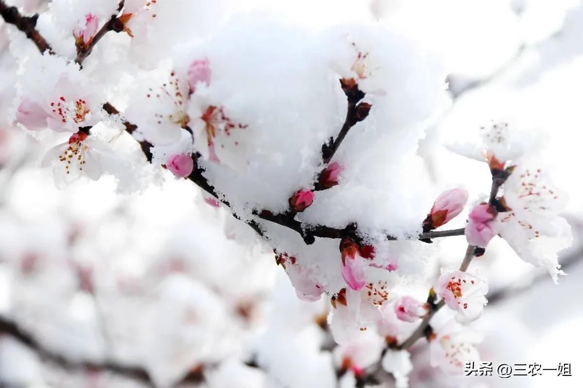 天气预报：明日18号，暴雪暴雨中心范围确认，今年冷春？农谚咋说